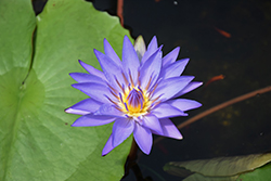 Blue Triumph Tropical Water Lily (Nymphaea 'Blue Triumph') at Lakeshore Garden Centres