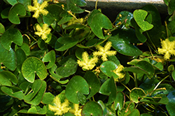 Chocolate Snowflake (Nymphoides geminata) at Lakeshore Garden Centres