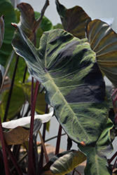 Black Marble Elephant Ear (Colocasia esculenta 'Black Marble') at Lakeshore Garden Centres