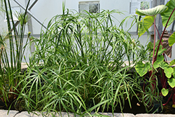 Umbrella Plant (Cyperus alternifolius) at Golden Acre Home & Garden