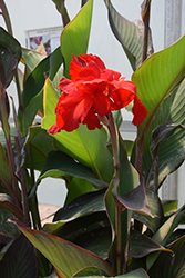 Black Knight Canna (Canna 'Black Knight') at Lakeshore Garden Centres