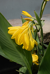 Lemon Punch Canna (Canna 'Lemon Punch') at Lakeshore Garden Centres