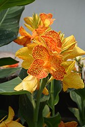 Maui Punch Canna (Canna 'Maui Punch') at Lakeshore Garden Centres