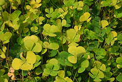 Four Leaf Water Clover (Marsilea mutica) at Lakeshore Garden Centres