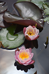Norma Gedye Hardy Water Lily (Nymphaea 'Norma Gedye') at Lakeshore Garden Centres
