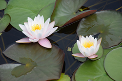Marliacea Carnea Hardy Water Lily (Nymphaea 'Marliacea Carnea') at Lakeshore Garden Centres