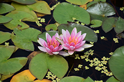 Charles de Meurville Hardy Water Lily (Nymphaea 'Charles de Meurville') at Lakeshore Garden Centres