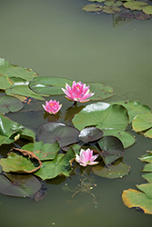 Rembrandt Hardy Water Lily (Nymphaea 'Rembrandt') at Lakeshore Garden Centres