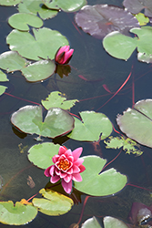 Yuh LIng Hardy Water Lily (Nymphaea 'Yuh Ling') at Lakeshore Garden Centres
