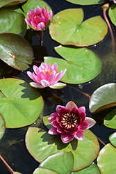 Sultan Hardy Water Lily (Nymphaea 'Sultan') at Lakeshore Garden Centres