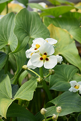 Giant Arrowhead (Sagittaria montevidensis) at Lakeshore Garden Centres