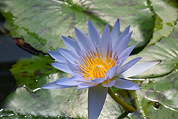 Charles Thomas Tropical Water Lily (Nymphaea 'Charles Thomas') at Lakeshore Garden Centres