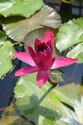 Jennifer Rebecca Tropical Water Lily (Nymphaea 'Jennifer Rebecca') at Lakeshore Garden Centres
