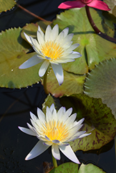 Green SmokeTropical Water Lily (Nymphaea 'Green Smoke') at Lakeshore Garden Centres