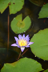 Tina Tropical Water Lily (Nymphaea 'Tina') at Lakeshore Garden Centres