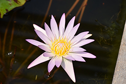 Madame Ganna Walska Tropical Water Lily (Nymphaea 'Madame Ganna Walska') at Lakeshore Garden Centres