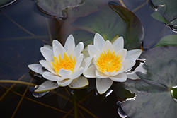 White Laydekeri Hardy Water Lily (Nymphaea 'White Laydekeri') at Lakeshore Garden Centres