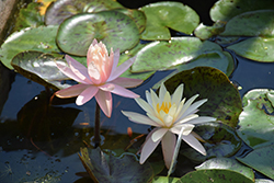 Laydekeri Lilacea Hardy Water Lily (Nymphaea 'Laydekeri Lilacea') at Lakeshore Garden Centres