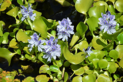 Water Hyacinth (Eichhornia crassipes) at A Very Successful Garden Center
