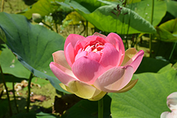 Mrs. Perry D. Slocum Lotus (Nelumbo 'Mrs. Perry D. Slocum') at Lakeshore Garden Centres