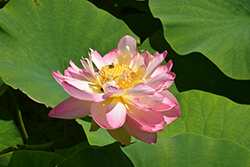 Momo Botan Lotus (Nelumbo 'Momo Botan') at Lakeshore Garden Centres