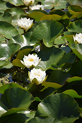 Virginalis Hardy Water Lily (Nymphaea 'Virginalis') at Lakeshore Garden Centres