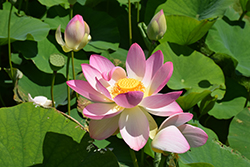 Sacred Pink Lotus (Nelumbo nucifera var. speciosum) at Lakeshore Garden Centres