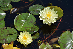 Lemon Chiffon Hardy Water Lily (Nymphaea 'Lemon Chiffon') at Lakeshore Garden Centres