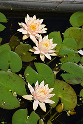 Peach Glow Hardy Water Lily (Nymphaea 'Peach Glow') at Lakeshore Garden Centres