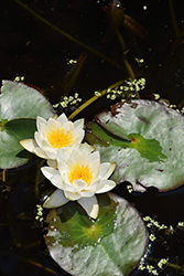 White Laydekeri Hardy Water Lily (Nymphaea 'White Laydekeri') at Lakeshore Garden Centres