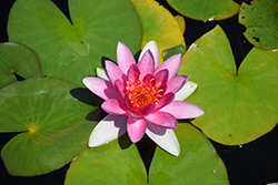 Charles de Meurville Hardy Water Lily (Nymphaea 'Charles de Meurville') at Lakeshore Garden Centres