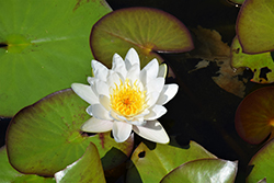 Marliacea Albida Hardy Water Lily (Nymphaea 'Marliacea Albida') at Lakeshore Garden Centres