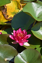 Perry's Baby Red Hardy Water Lily (Nymphaea 'Perry's Baby Red') at Lakeshore Garden Centres