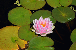 Madame Wilfron Gonnere Hardy Water Lily (Nymphaea 'Madame Wilfron Gonnere') at Lakeshore Garden Centres