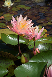 Pink Grapefruit Hardy Water Lily (Nymphaea 'Pink Grapefruit') at Lakeshore Garden Centres