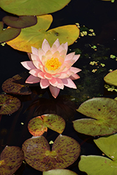 Peaches and Cream Hardy Water Lily (Nymphaea 'Peaches and Cream') at Lakeshore Garden Centres