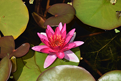 Escarboucle Hardy Water Lily (Nymphaea 'Escarboucle') at Lakeshore Garden Centres