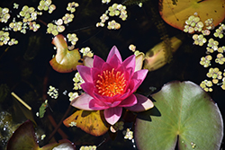 Gloriosa Hardy Water Lily (Nymphaea 'Gloriosa') at Lakeshore Garden Centres
