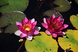 Laydekeri Fulgens Hardy Water Lily (Nymphaea 'Laydekeri Fulgens') at Lakeshore Garden Centres