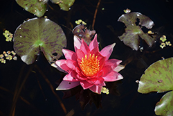 Robinsoniana Hardy Water Lily (Nymphaea 'Robinsoniana') at Lakeshore Garden Centres