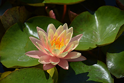 Barbara Dobbins Hardy Water Lily (Nymphaea 'Barbara Dobbins') at Lakeshore Garden Centres