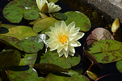 Lemon Chiffon Hardy Water Lily (Nymphaea 'Lemon Chiffon') at Lakeshore Garden Centres