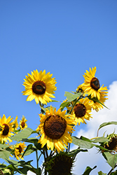 Kong Sunflower (Helianthus annuus 'Kong') at Lakeshore Garden Centres