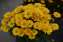 Pueblo Orange Chrysanthemum (Chrysanthemum 'Pueblo Orange') at Lakeshore Garden Centres