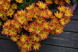 Rainbow Sunset Chrysanthemum (Chrysanthemum 'Rainbow Sunset') at Lakeshore Garden Centres