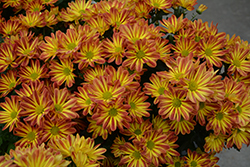 Rainbow Circus Chrysanthemum (Chrysanthemum 'Rainbow Circus') at Lakeshore Garden Centres