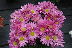 Hilo Fuchsia Chrysanthemum (Chrysanthemum 'Hilo Fuchsia') at Lakeshore Garden Centres