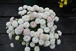 Mount Gerlach Chrysanthemum (Chrysanthemum 'Mount Gerlach') at Lakeshore Garden Centres