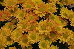 Breeze Orange Chrysanthemum (Chrysanthemum 'Breeze Orange') at Lakeshore Garden Centres