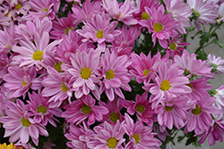 Breeze Sweet Chrysanthemum (Chrysanthemum 'Breeze Sweet') at Lakeshore Garden Centres